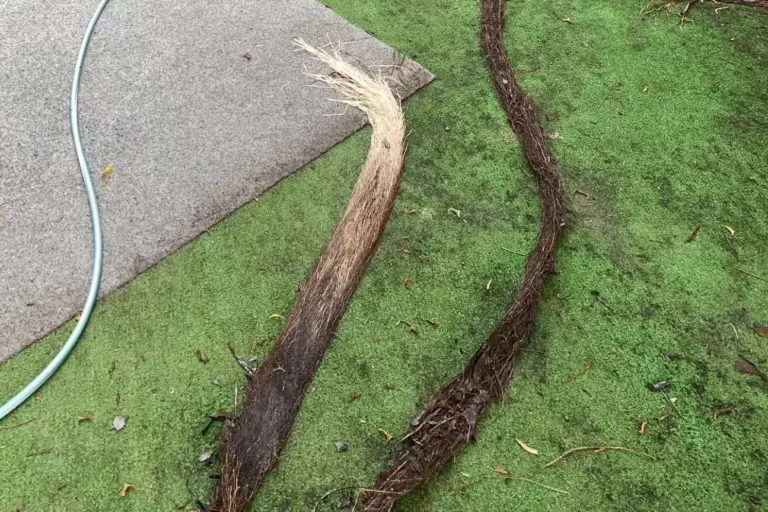 Tree Root Intrusion in Drainage Systems