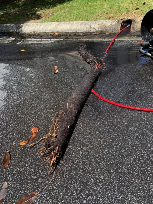 root intrusions blocked drains