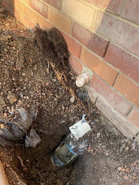 tree roots blocking sewer drain