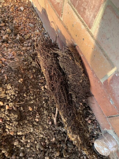 tree roots pulled from blocked sewer line