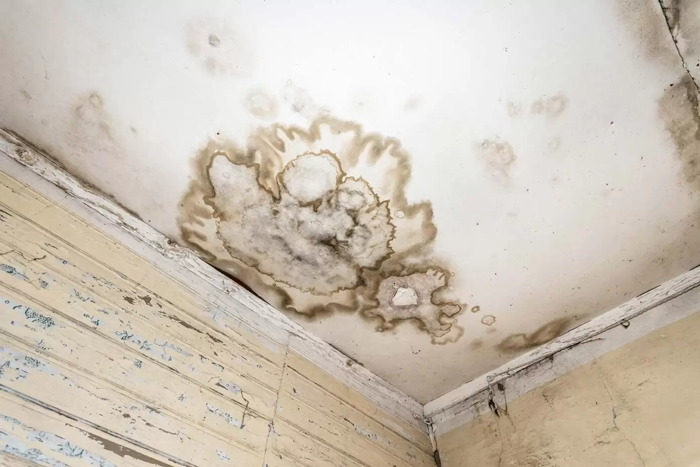 Large ceiling mould stain and water damage in the corner of a neglected residential room.