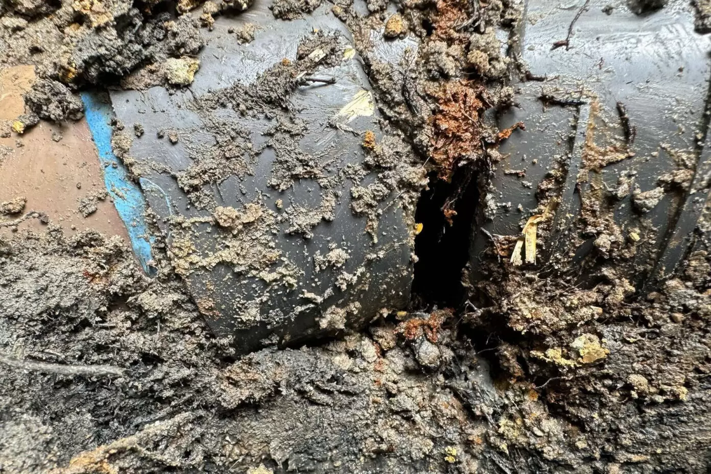 Broken underground sewer pipe caused by tree root intrusion